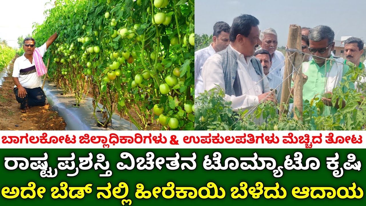 ರಾಷ್ಟ್ರಪ್ರಶಸ್ತಿ ವಿಚೇತನ ಟೊಮ್ಯಾಟೊ ಕೃಷಿ | ಹೀರೆಕಾಯಿ ಕೃಷಿ | tomato farming | ridge gourd cultivation