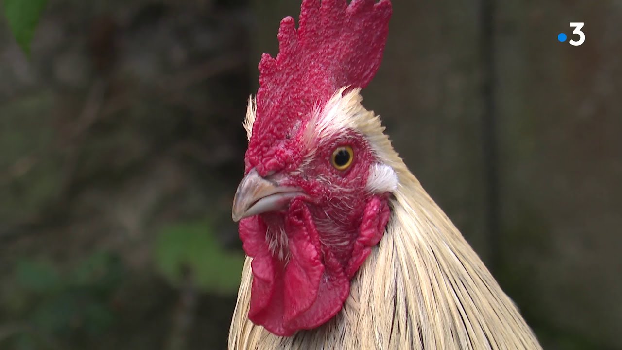Loi et patrimoine sensoriel à la campagne, vous ne pouvez plus vous plaindre du chant du coq