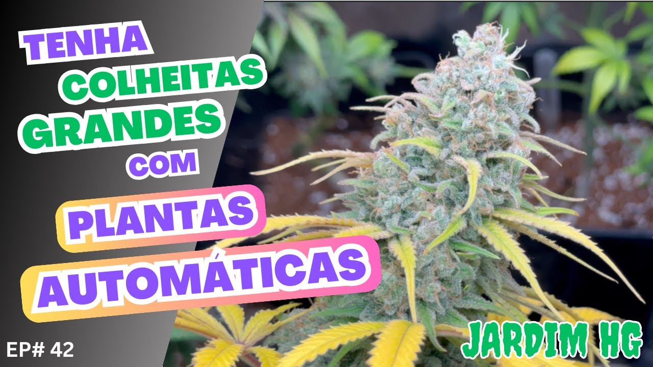 M&Aacute;XIMOS RENDIMENTOS em AUTOM&Aacute;TICAS (AUTOFLOWER) de Cannabis sativa