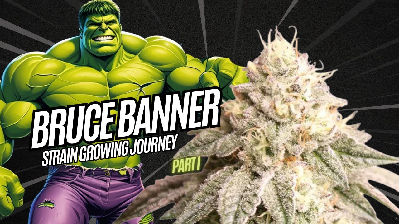 Bruce Banner  - Strain Growing Journey  - Cannabis Cultivation
