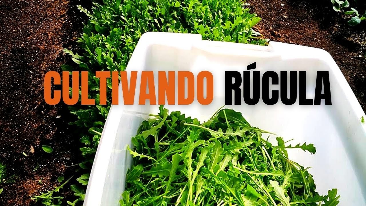 RÚCULA | Algunas técnicas de Cultivo