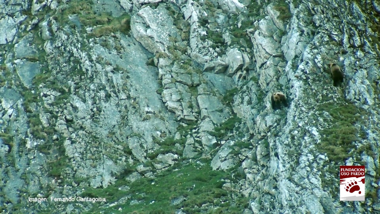 Infanticidio de oso pardo. Somiedo (Asturias) Abril 2017.