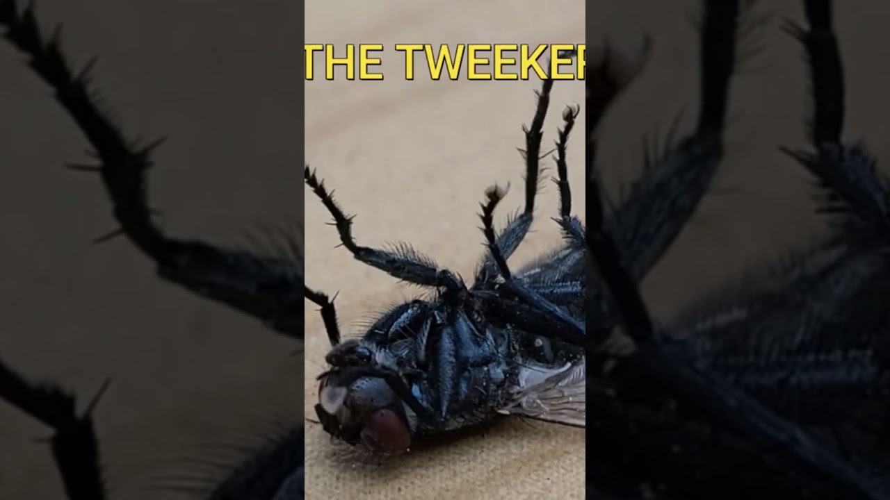 pity the fly