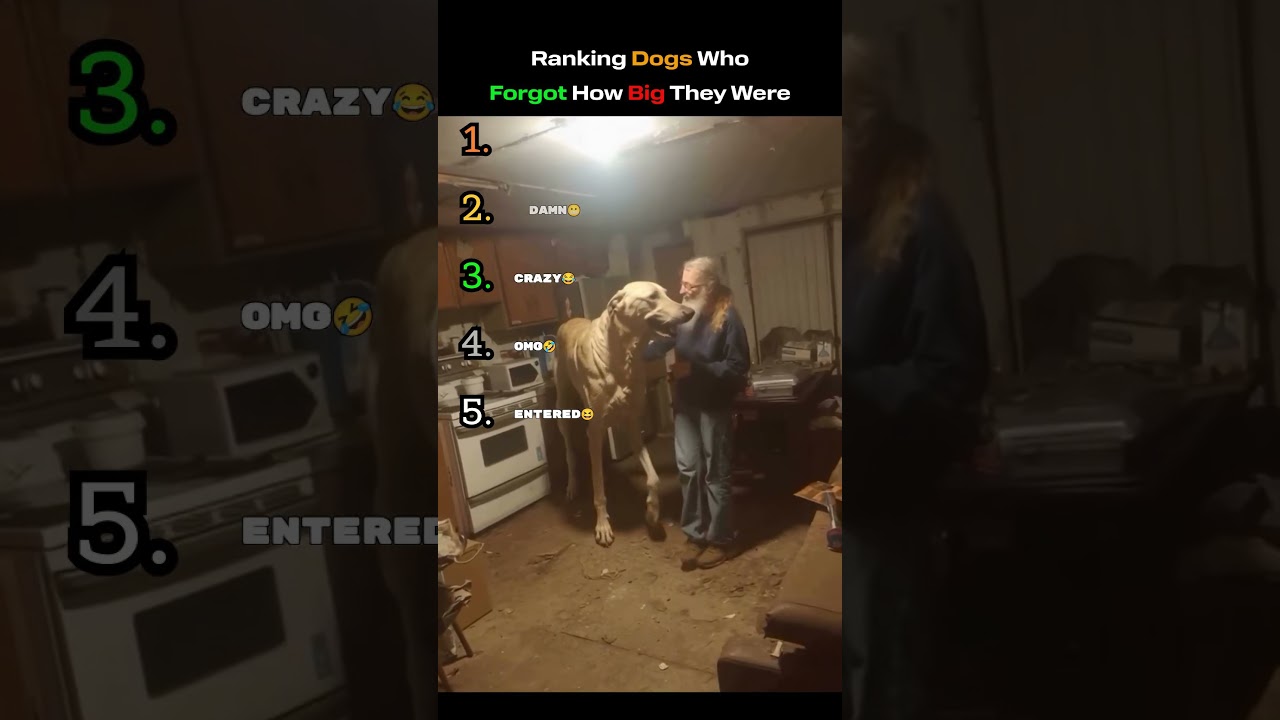 Top 5 Dogs Who Completely Forgot How Big They Were