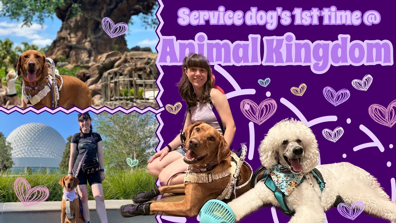 Service Dog's First Time at Animal Kingdom!