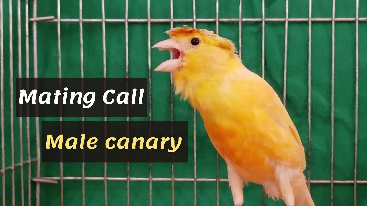Best MATING CALl Male canary singing - HD LIVE canary training song