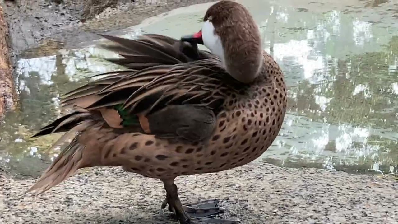 White-Cheeked Pintail Duck