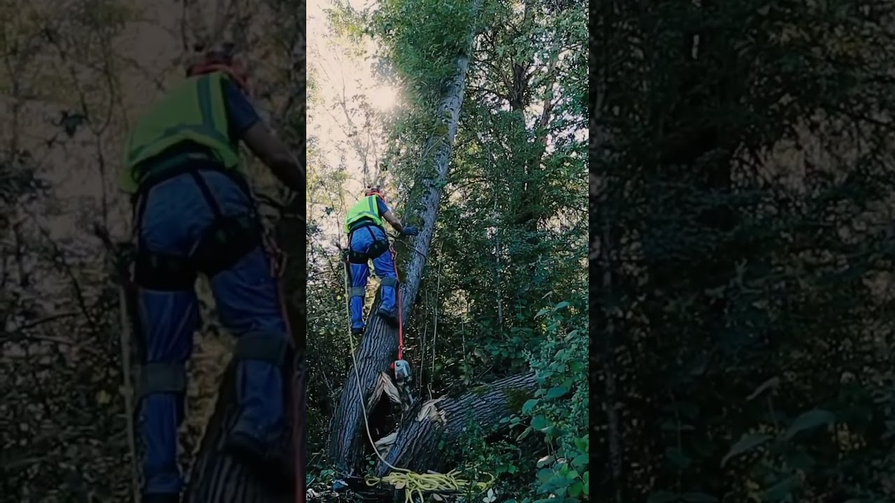 Professional Tree Climber at Root Cause Seattle #trees #treeremovalservices #tree