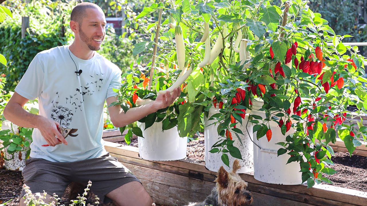 Here’s why I’m ONLY planting in containers next year 🤷‍♂️