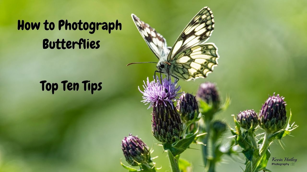 How to Photograph Butterflies