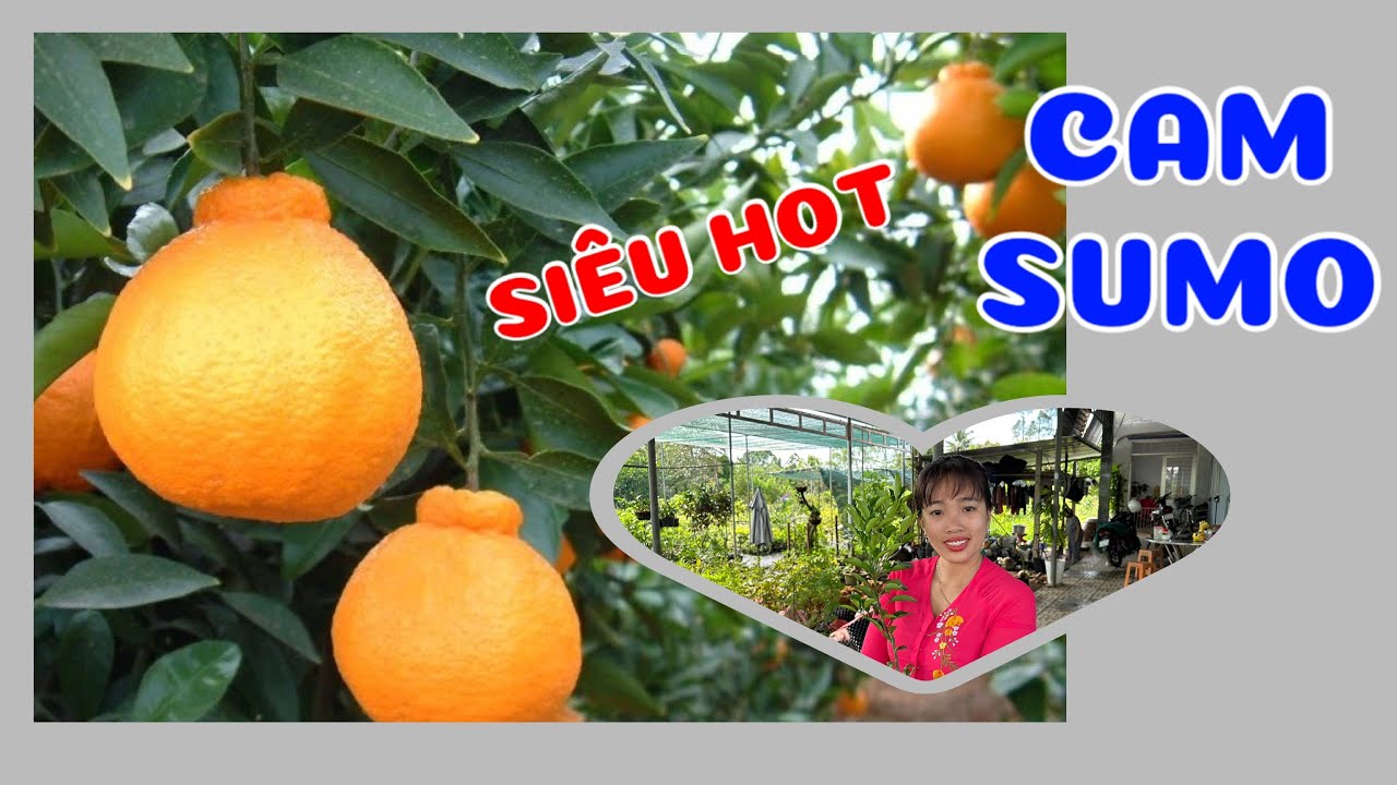 Cây cam Sumo Nhật Barn siêu hot | Cam giống mới  0386569374 - Ngọc Ngân Bến Tre
