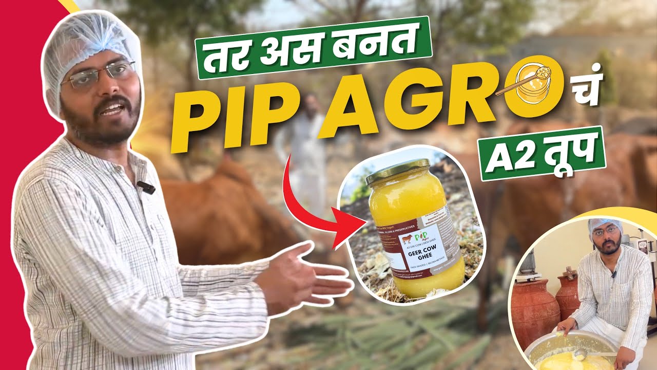 तर असं बनतं PIP Agro चं A2 तूप! | PIP Agro
