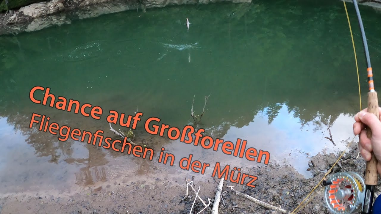 Die Chance auf Großforellen  •  Fliegenfischen in der Mürz  •  Teil 4