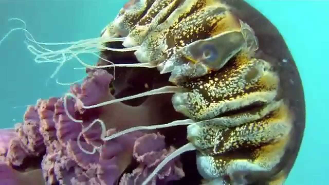 Diving with Black Sea Nettle Jellyfish ( Chrysaora achlyos )