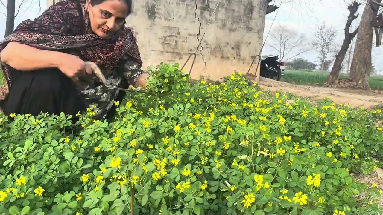 ਕਦੇ ਕਦੇ ਇਹ ਕੰਮ ਵੀ ਮੈਨੂੰ ਕਰਨੇ ਪੈਂਦੇ ਨੇ #villlage life #ytvideo #viral video #