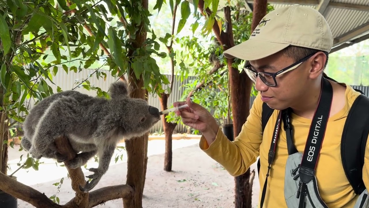Hand feeding a koala