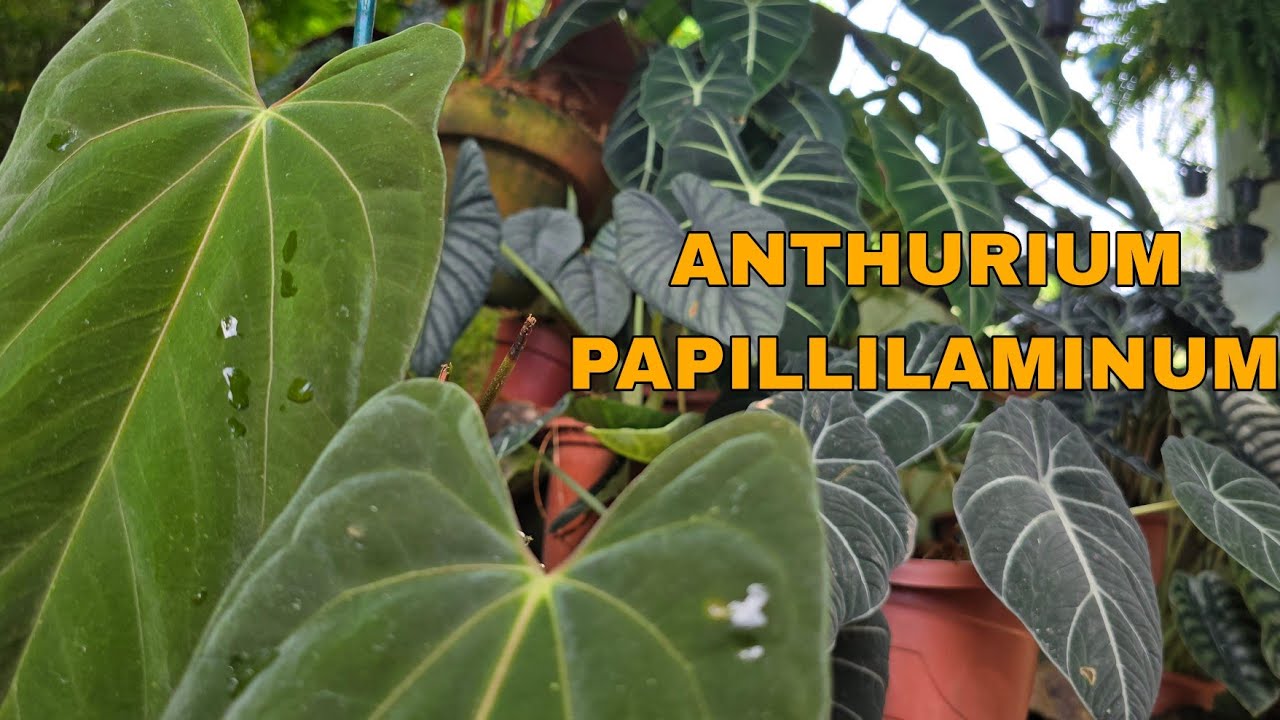 Anthurium's:  ANTHURIUM PAPILLILAMINUM (12/MAIO/2025)