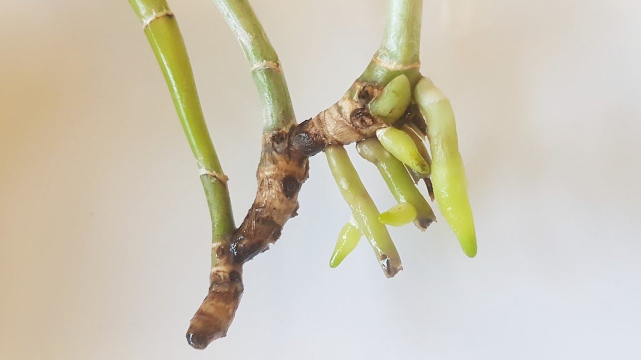 水培的无根卡特兰开始长根了