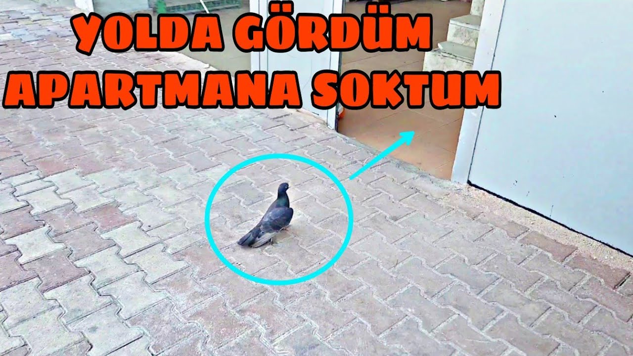 APARTMANA NUHUDİ G&Uuml;VERCİN SOKTUM
