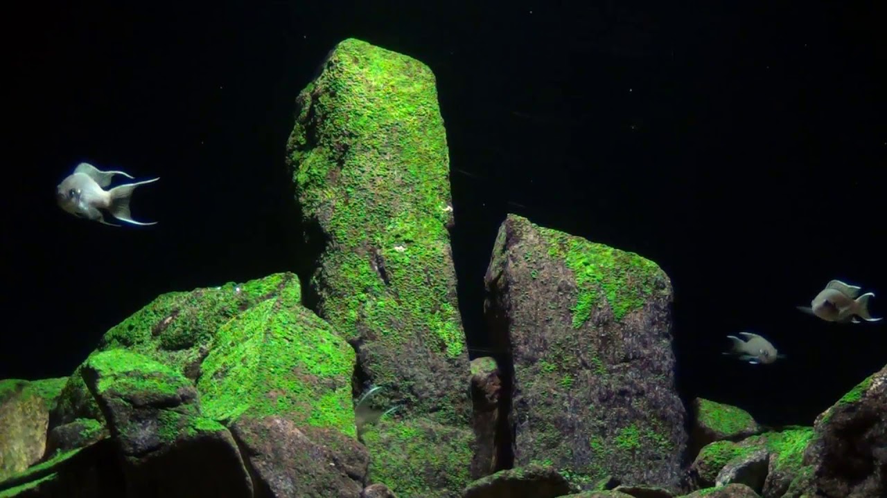 Neolamprologus Brichardi Princesse du Burundi