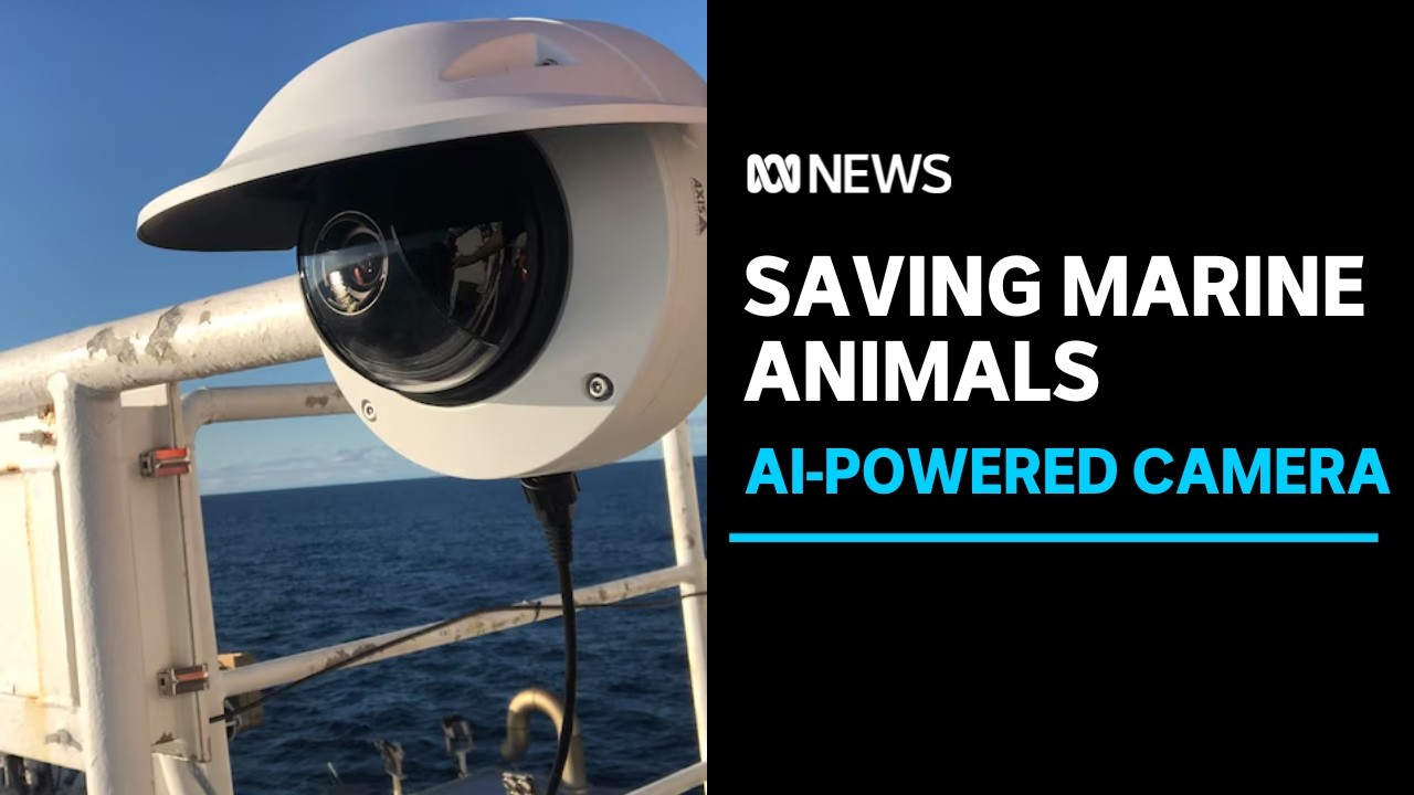 AI-powered tools used to save the ocean&rsquo;s endangered animals | ABC News