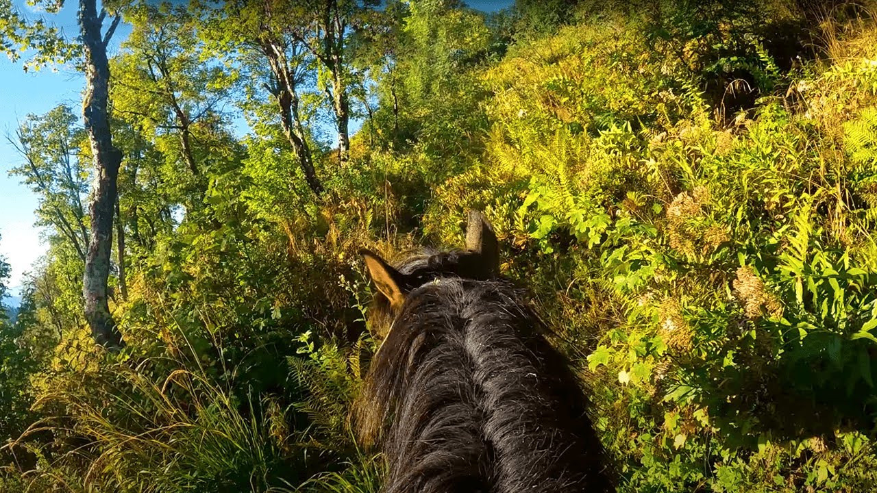 Horseback Riding through the Woods