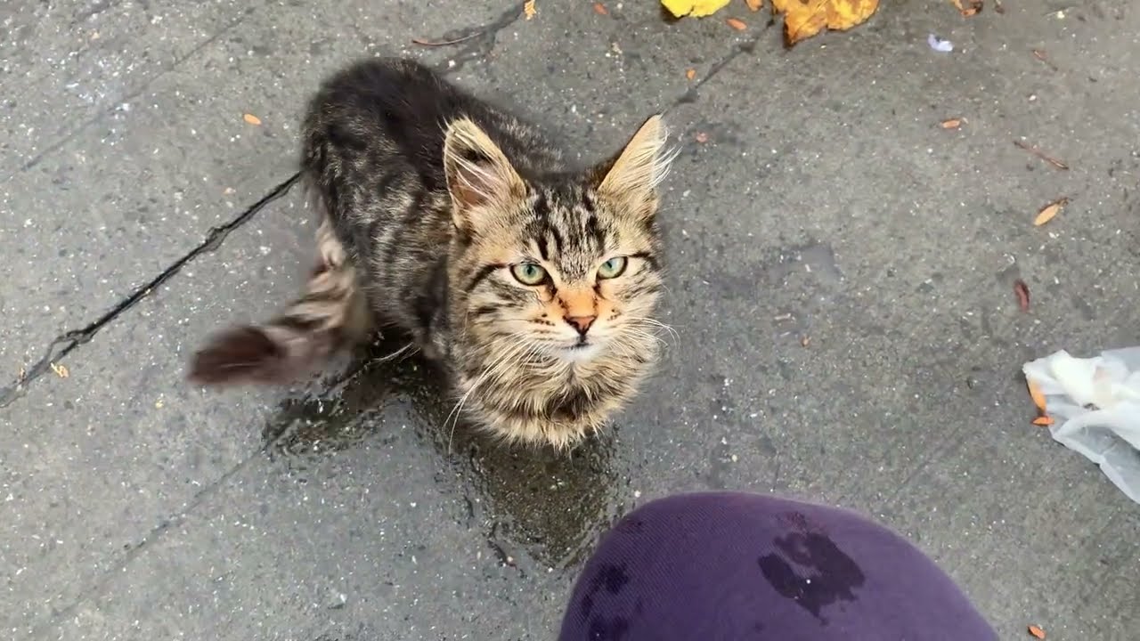 Why are Cats so Popular in Turkey? | Feeding Istanbul Stray Cats