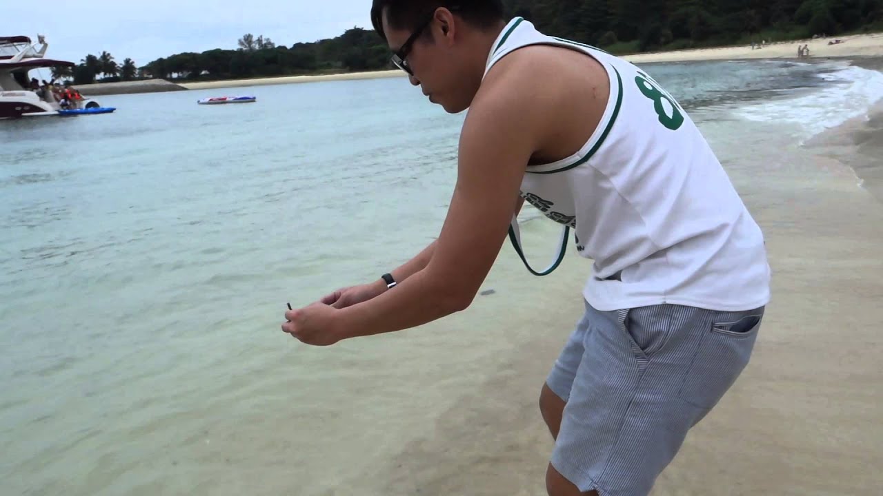 Releasing Stranded Box Jellyfish Planula Larva back into Sea in Lazarus Island!