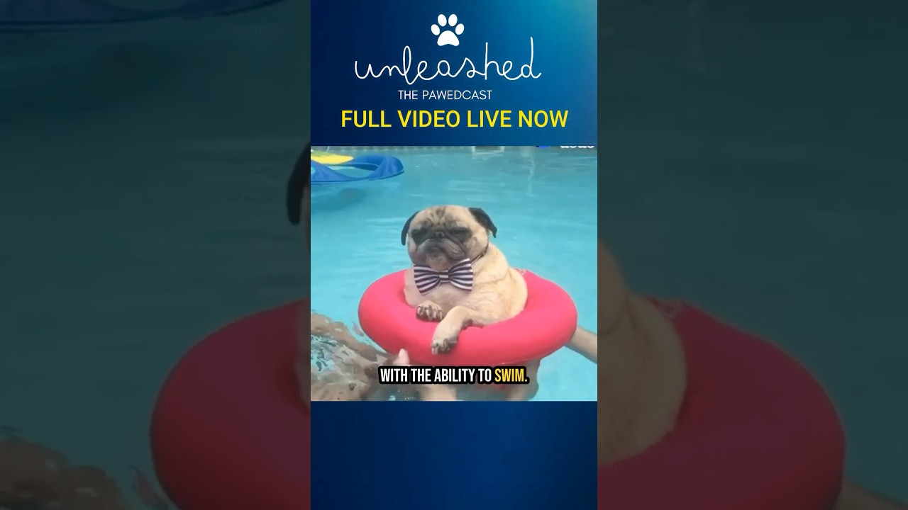 Not All Dogs Can Swim! #doglover