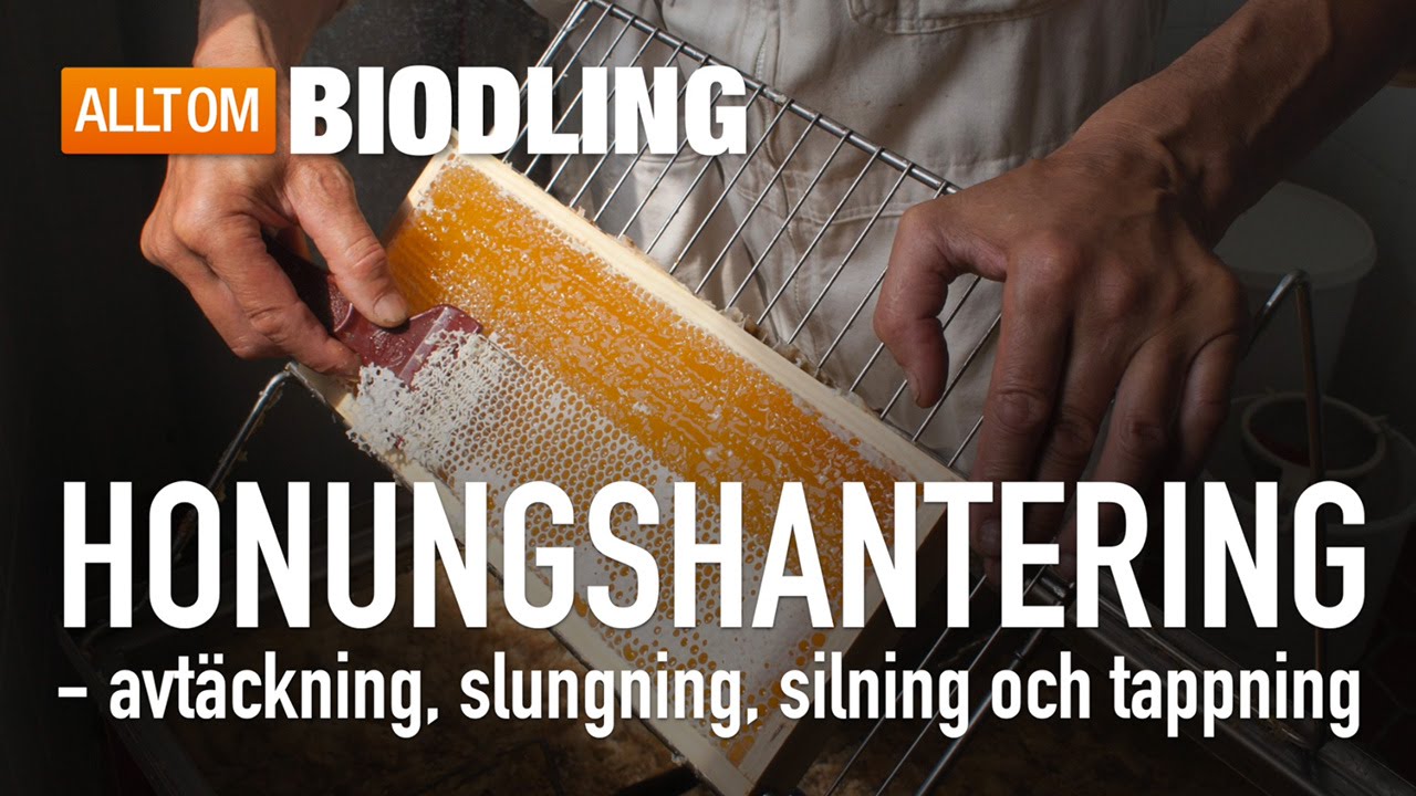 Honung - avtäckning, slungning, silning och tappning