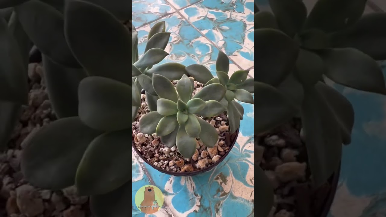 Graptopetalum Paraguayense #Shorts #Short #Suculentas #Suculenta