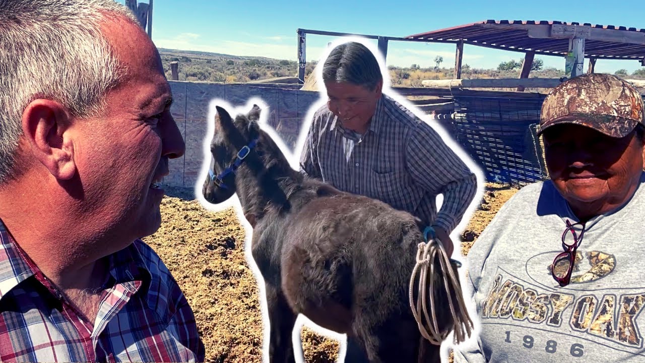 HEARTBREAKING - BABY MUSTANG ABANDONED 😥
