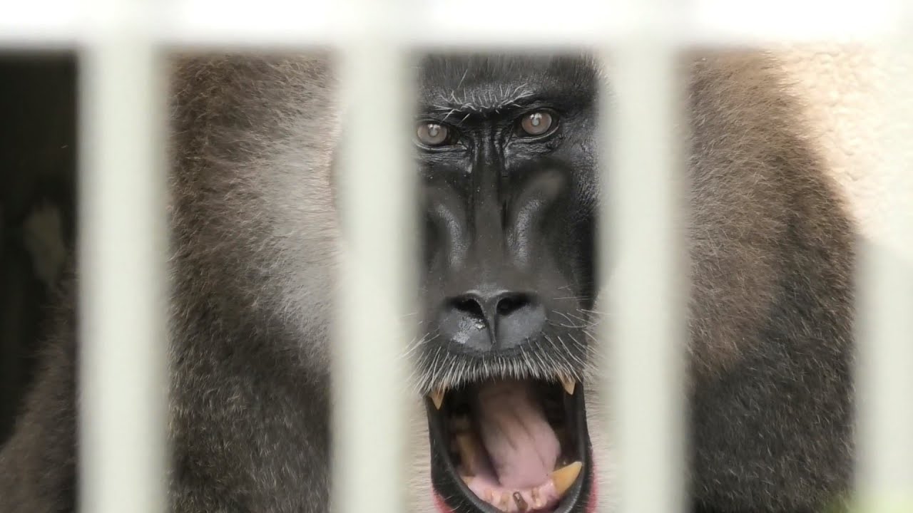 悲しきドリルのドン／Sad the drill's Don. @天王寺動物園  @TennojiZoo