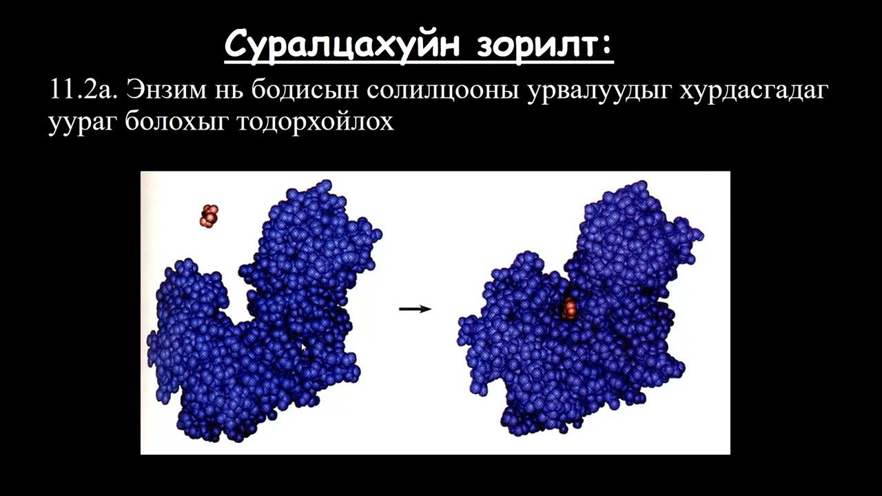 Биологийн хичээл №10 Энзим хэрхэн ажилладаг вэ?
