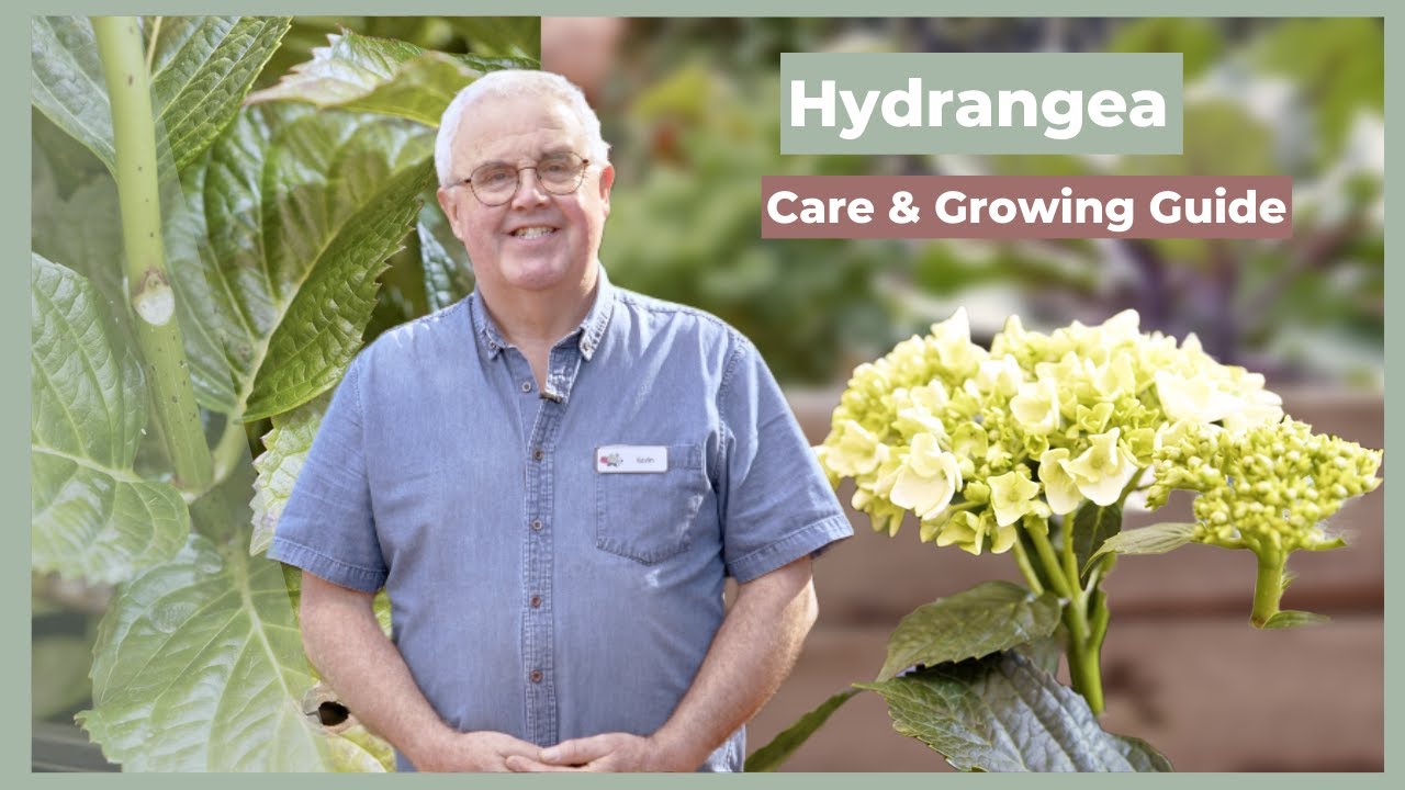 Hydrangea Care & Growing Guide | The Greenery Garden & Home