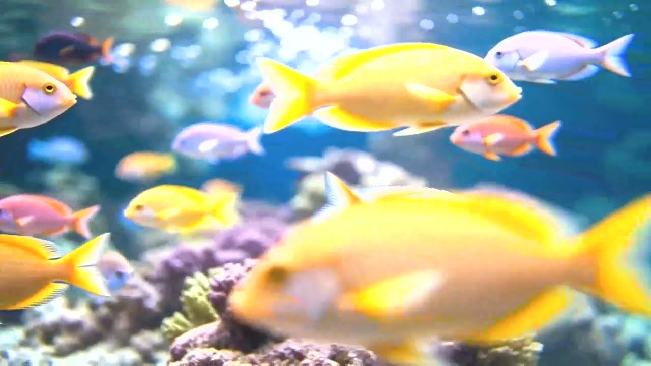 Relaxing Aquarium 4K for Deep Sleep  Soothing Underwater Music