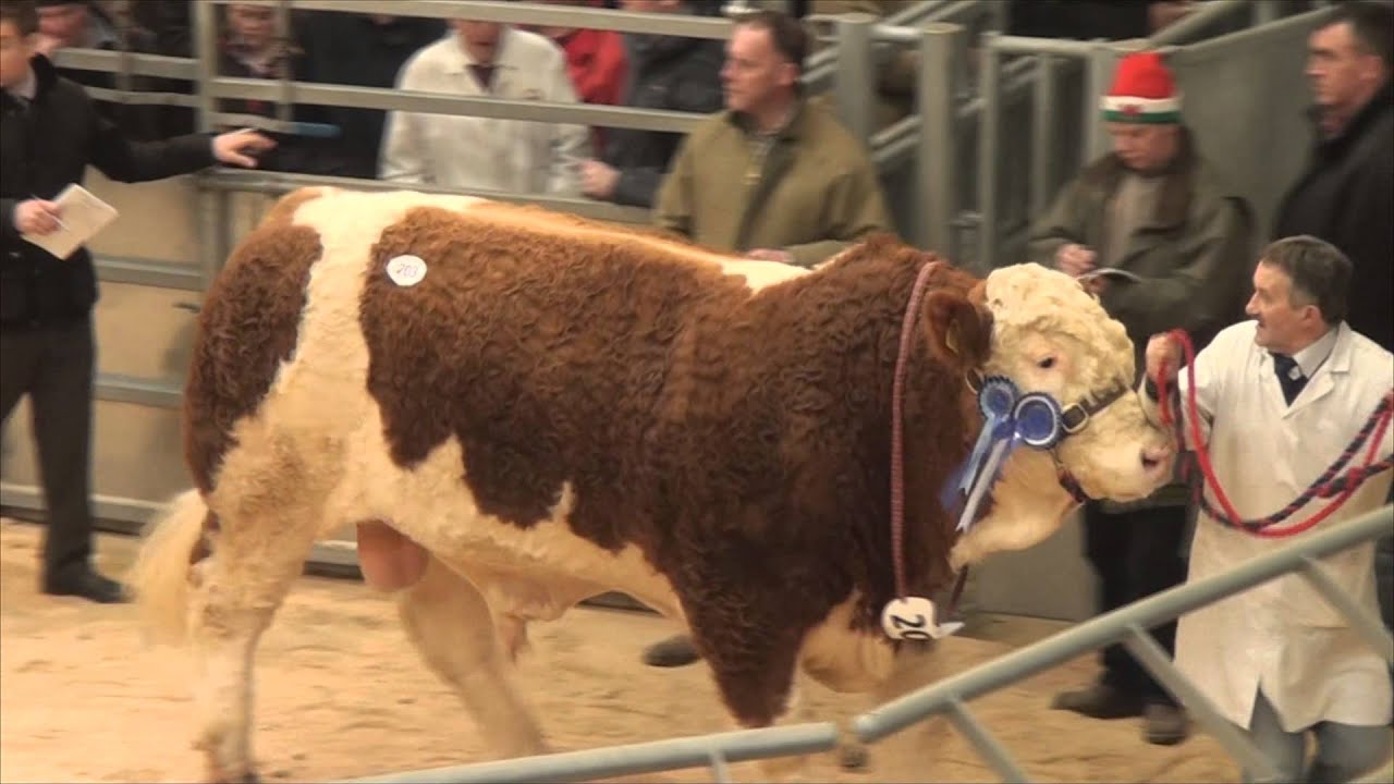 Sale of Simmental Bulls (top 14 prices) at  Stirling Bull Sales - February 16th 2015