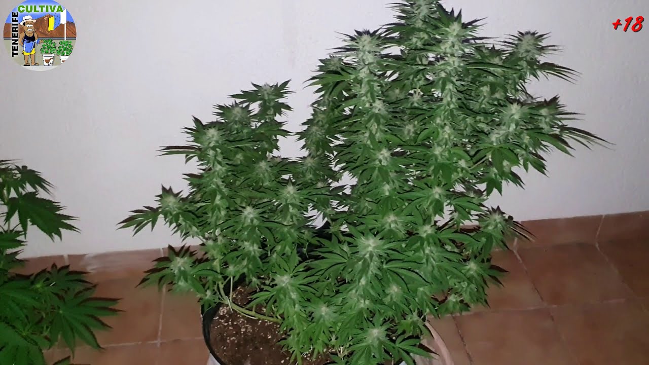 🔴SOUR DIESEL☣(RIPPER SEEDS) 4&ordf;sem de flora. Engorde/producci&oacute;n de resina.Cultivo CANNABIS medicinal