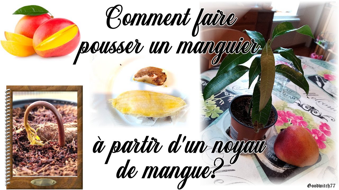 Mangue comment faire pousser un manguier en pot à partir d'un noyau ?How to grow a mango tree seed?