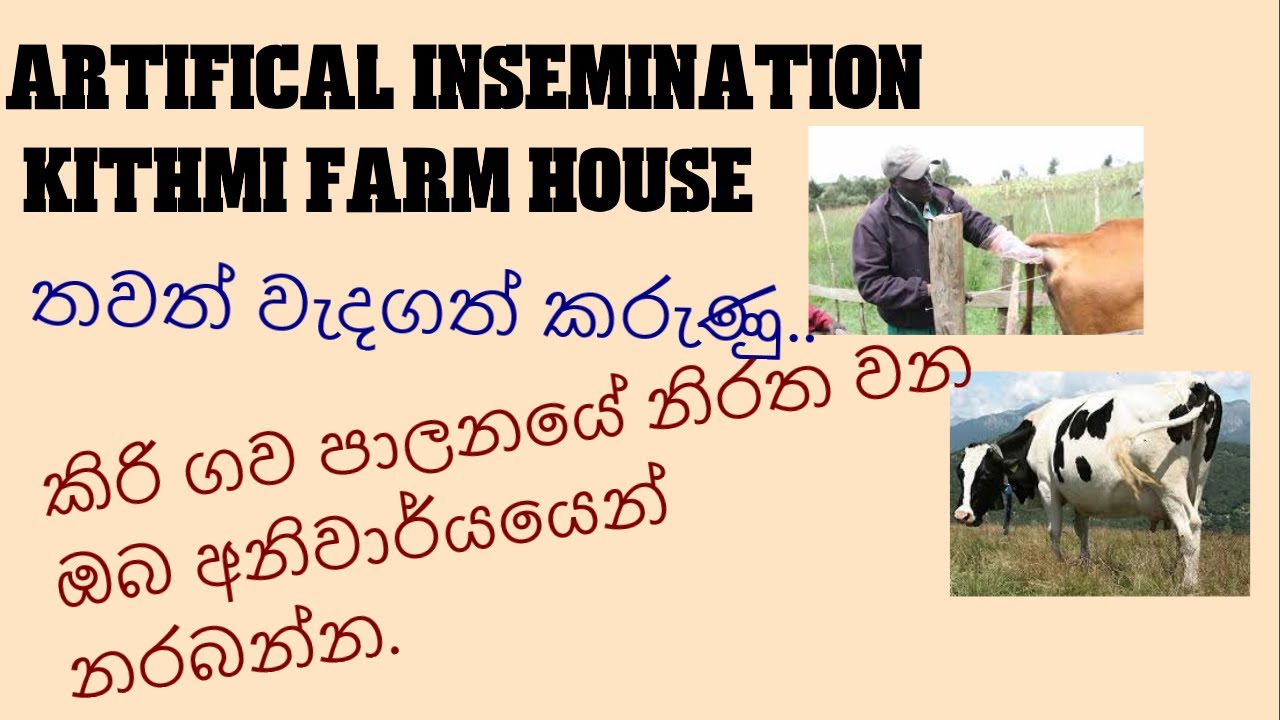 ARTIFICAL INSEMINATIONසහ කිරි ගව පාලනය‍ේදී තවත් වැදගත් කරුණු.kithmi farm house diyabeduma sri lanka