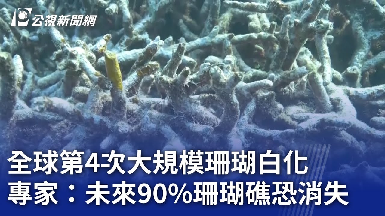 全球第4次大規模珊瑚白化 專家：未來90%珊瑚礁恐消失｜20240416 公視晚間新聞