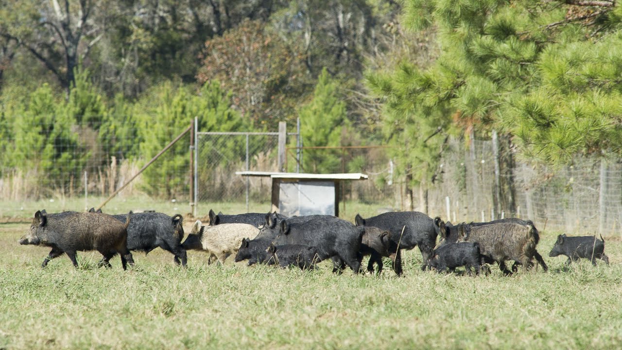 Invasive Species in Louisiana