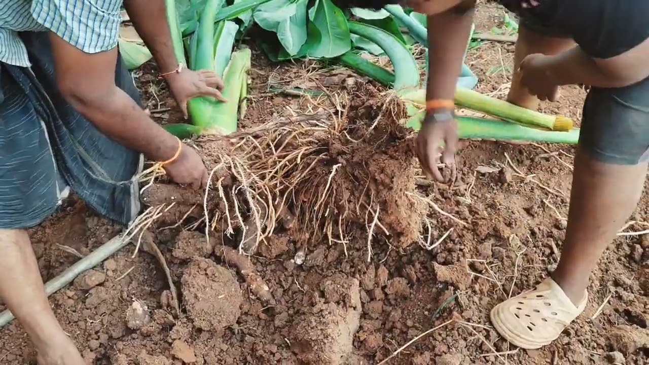 വലിയ ചേമ്പ് വിളവെടുതാലോ/taro root/colocasia harvesting /valiya chembu villaveduthalo