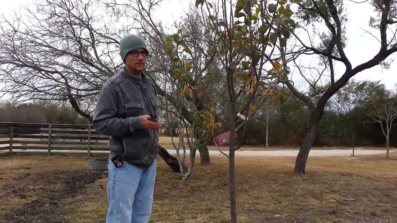 Pruning Pear Trees for the First Time