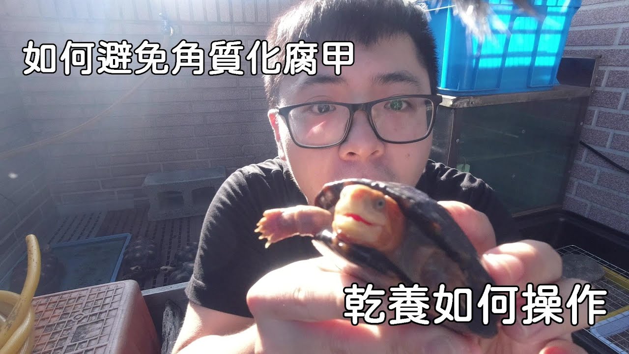 如何避免腐甲~角質化 受傷了!!乾養該如何操作【九桃分享養爬蟲-《Reptiles》】