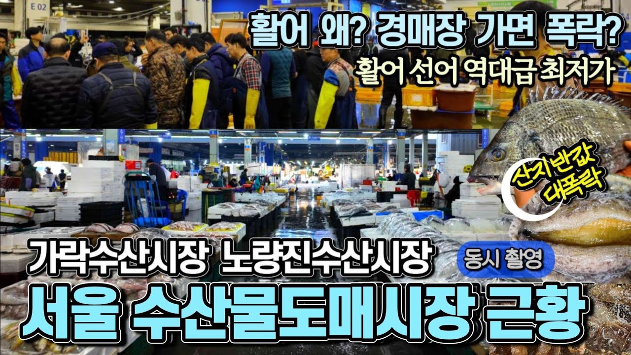 수산물 폭락 끝이없다 노량진수산시장 가락동수산시장 새벽 경매장 활어 선어 시세 비교 잿방어 쭈꾸미 터지고 감성돔 전복 숭어 대폭락! 충격 활어 가격이 없다?