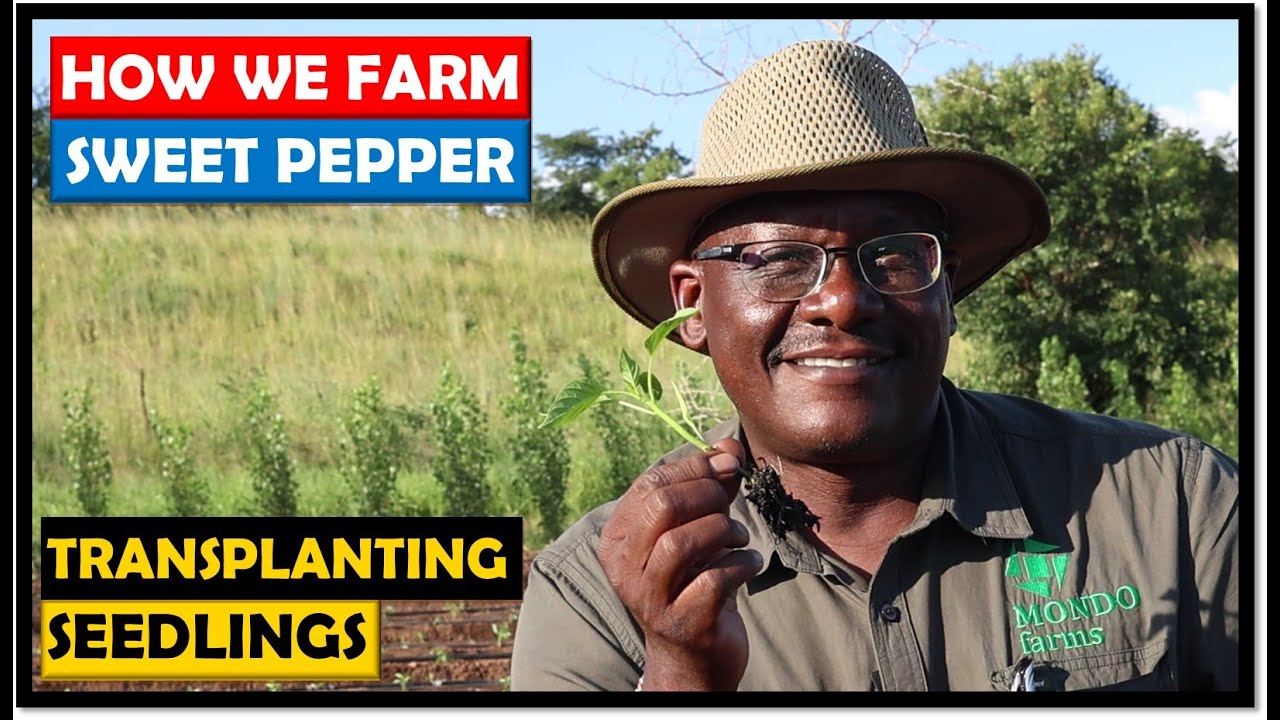 Vegetable Farming in Zambia: Transplanting Pepper Seedlings