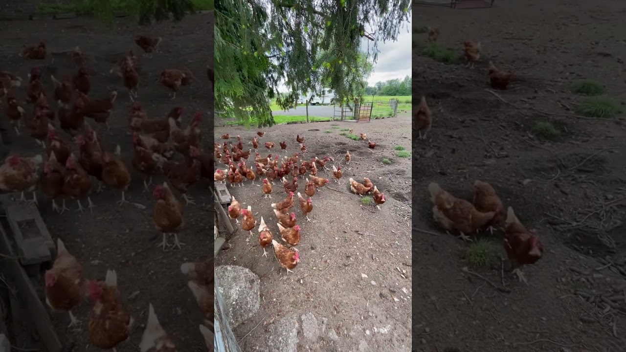 Organic chicken #farming #britishcolumbia🇨🇦