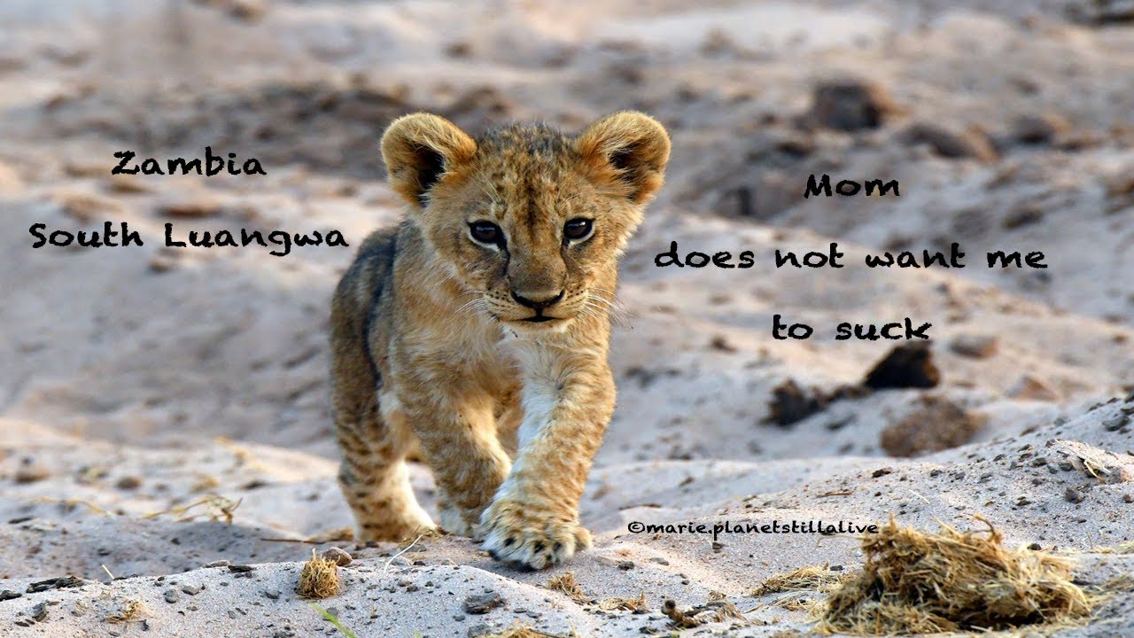 Zambia - Mom does not want me to suckle!