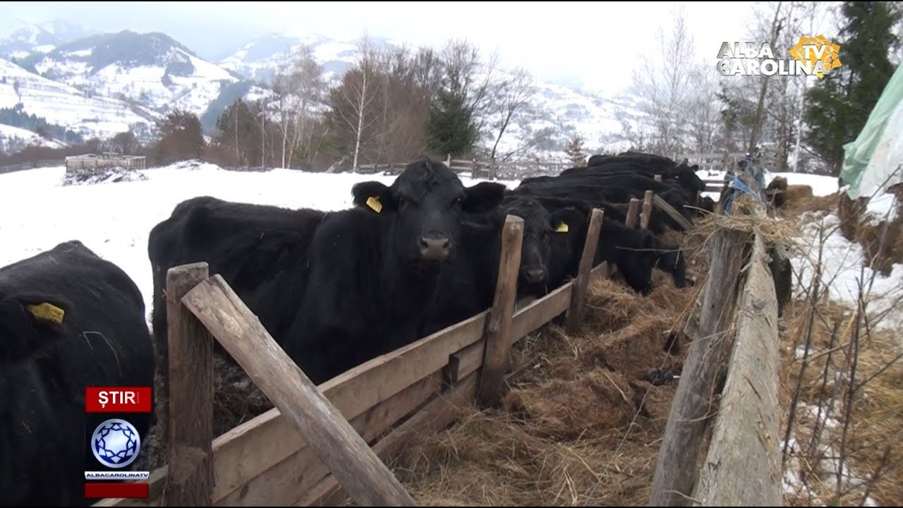 Fermă de vaci Angus în Bistra